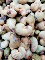 PREMIUM QUALITY OF &quot;RAW CASHEW NUTS&quot; FROM BENIN AVAILABLE