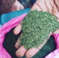 fresh and dry(Basmati) Khat From Kenya