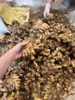 Gá»«ng  From Vietnam