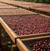 Harar Grade 4 and 5 From Ethiopia