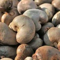Premium Raw Cashew Nuts from Ghana â�� Export Grade, Bulk Supply