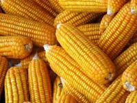 Yellow Corn From Cameroon
