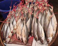 Dry And Fresh Fish From Cameroon