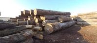 Timber logs From Cameroon
