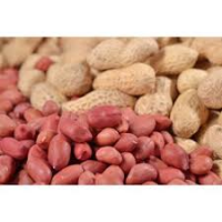 Whole Sale 100% Organic Peanut Dried Kernel Peanuts Groundnut Raw Fresh Red Skin on Discount From India