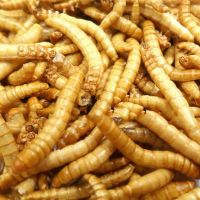 High Protein Dried Mealworm for Pet Food Fish, Birds, Forest Frogs/Feed Additives From Germany