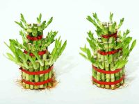 2-3 layers tower lucky bamboo natural evergreen ornamental plants