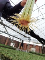 Multi Lotus Bamboo Natural Evergreen Ornamental