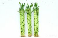 Straight Lucky Bamboo Natural Evergreen Ornamental