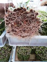 2-3 Layers Tower Lucky Bamboo