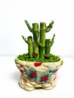 Lucky Bamboo Bonsai Natural Evergreen Ornamental