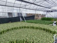 Spiral Dracaena Sanderiana Natural Evergreen Ornamental