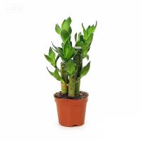 Lotus Bamboo Bonsai Natural Evergreen Ornamental