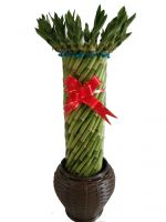 Fengshui Lun Lucky Bamboo Natural Evergreen