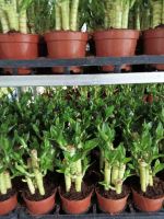 Lotus Bamboo Bonsai Natural Evergreen Ornamental