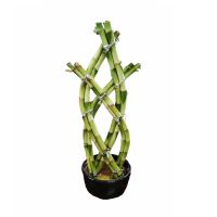 Braided Lucky Bamboo Natural Evergreen Ornamental