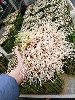 2-3 Layers Tower Lucky Bamboo