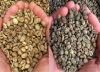 Green Coffee Beans Indonesia