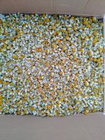  Chamomile From Egypt