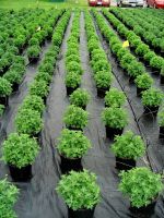 Ground Cover Film From Lebanon