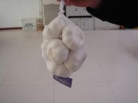 white garlic, normal garlic