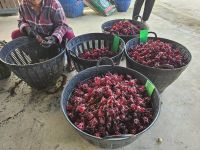 Organic Dried Roselle From Thailand