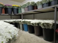 Fresh cut Chrysanthemums Flowers From Turkey