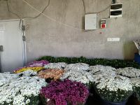Fresh Cut Chrysanthemums Flowers