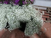 Fresh Cut Gypsophila (Baby&acirc;€™s