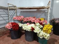 Fresh Cut Gerbera Flowers From Turkey