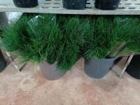 Fresh Cut Asparagus Virgatus From Turkey