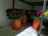 Fresh Cut Rose