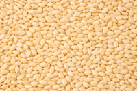 Natural Sesame Seeds From USA