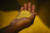 Gold Nuggets and Bars From Guinea