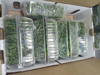 FRENCH BEANS From Kenya