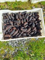 Sea Cucumber