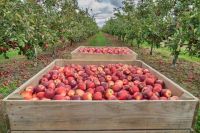 Fresh Premium Apples For Export &acirc