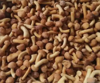 frozen nameko