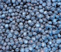 frozen blueberry