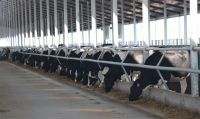 Low Price Steel Structure Cow Shed