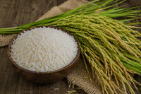 Premium Indian Basmati Rice Exporter