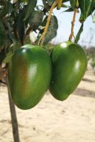 MANGO EVAGRO