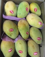 Egyptian Premium Owais Mango For Export