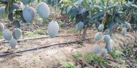 Egyptian Premium Keitt Mango For Export