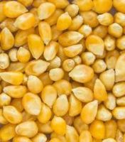 Yellow Corn