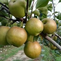 Yulu Pear