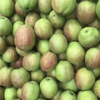 Kuerle Fragrant Pear