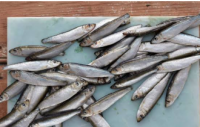Premium Frozen Whitebait Fish IQF Whole