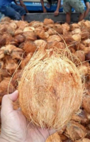 Mature Coconut Husked