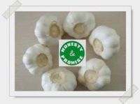 pure garlic